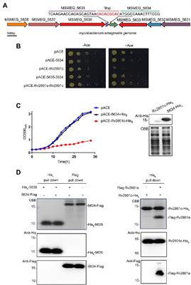 A Novel Acyl-AcpM-Binding Protein Confers Intrinsic Sensitivity to Fatty Acid Synthase Type II Inhibitors in Mycobacterium smegmatis